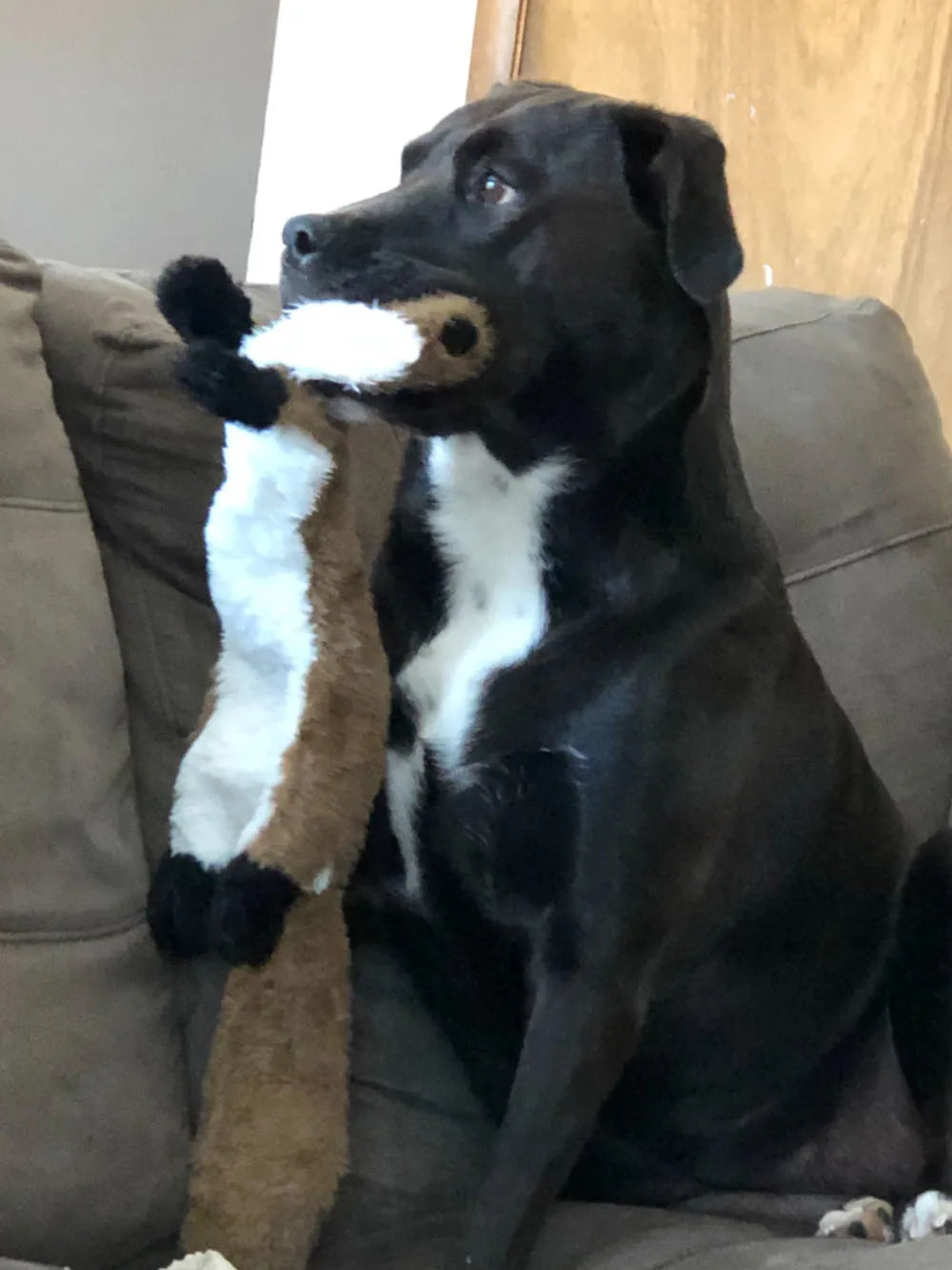 Crinkly Squeaky Animal Toys